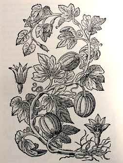 Dynia indiańska (Mattioli 1586) Co. Marek Cichomski